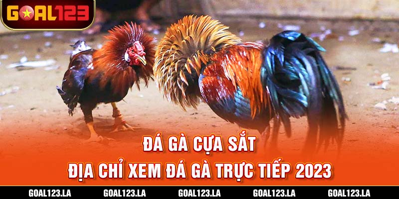 Đá gà cựa sắt – Địa chỉ xem đá gà trực tiếp 2023