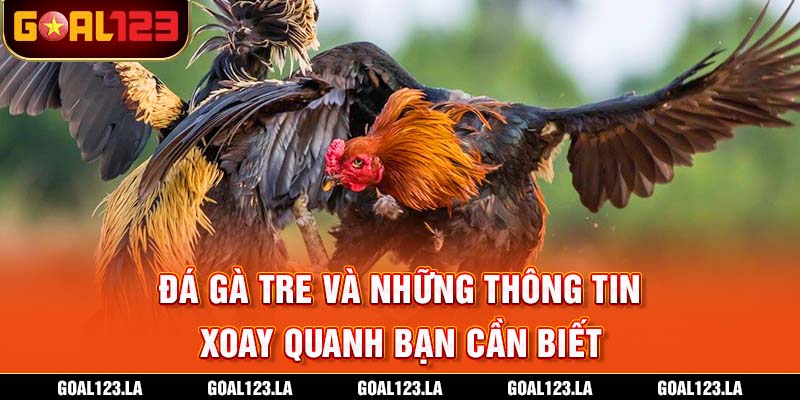 Đá Gà Tre Và Những Thông Tin Xoay Quanh Bạn Cần Biết
