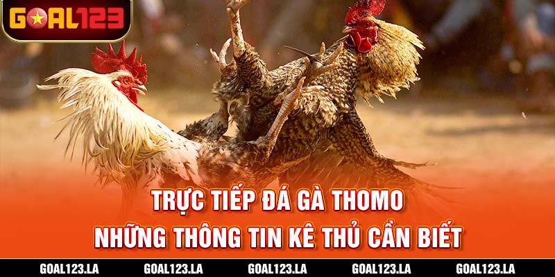 Trực Tiếp Đá Gà Thomo - Những Thông Tin Kê Thủ Cần Biết