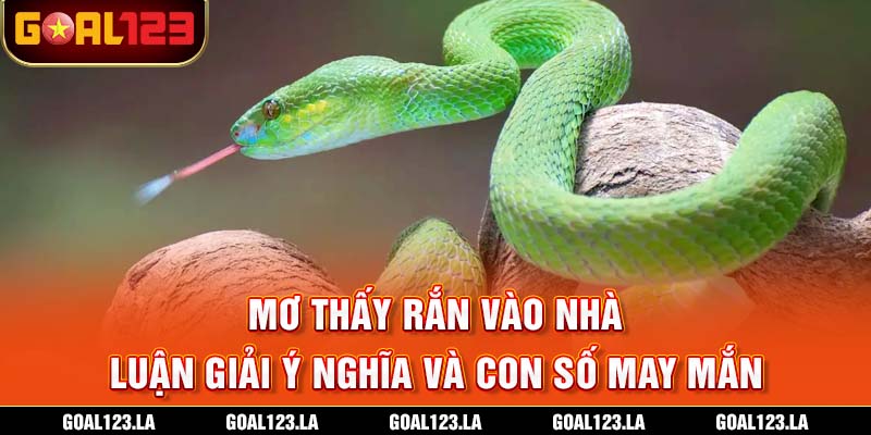 Mơ Thấy Rắn Vào Nhà - Luận Giải Ý Nghĩa Và Con Số May Mắn
