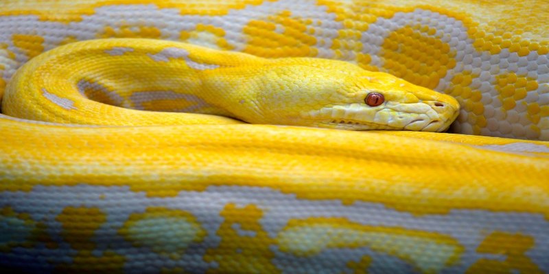Mơ rắn vàng cắn có thể là mối đe dọa