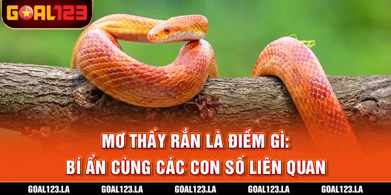 Mơ Thấy Rắn Là Điềm Gì: Bí Ẩn Cùng Các Con Số Liên Quan