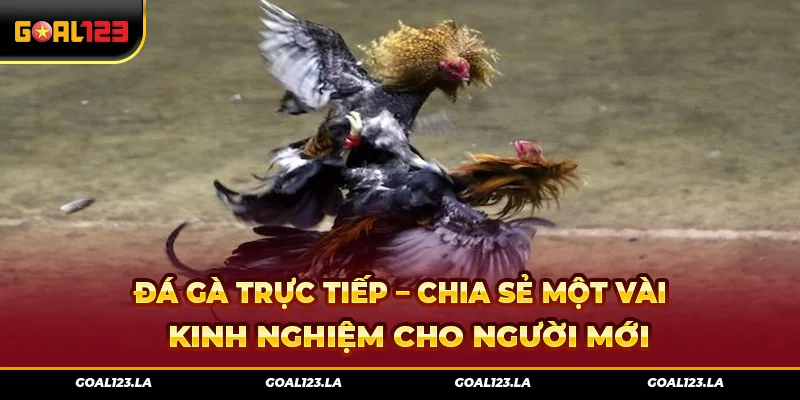 Đá Gà Trực Tiếp – Chia Sẻ Một Vài Kinh Nghiệm Cho Người Mới