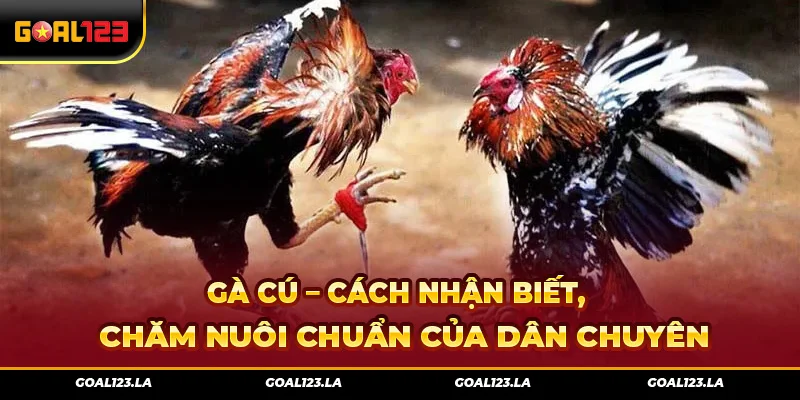 Gà Cú – Cách Nhận Biết, Chăm Nuôi Chuẩn Của Dân Chuyên